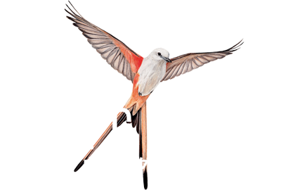 Wingspan - Clear Logo (null) - 478x323