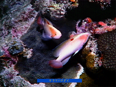 Hyper Aquarium: Kaisui-hen - Screenshot - Gameplay (null) - 640x480