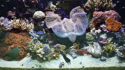 Avatar Aquarium - Screenshot - Gameplay (World) - 1000x562