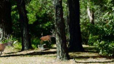 Fierce Game Hunting - Screenshot - Gameplay (World) - 1000x562