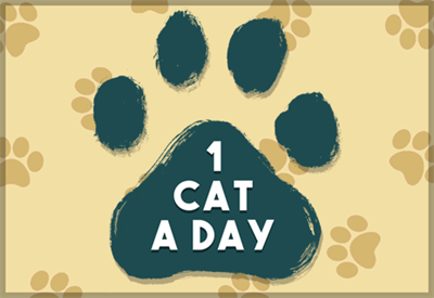 1 Cat a Day