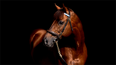 Derby Stallion 96 - Fanart - Background Image