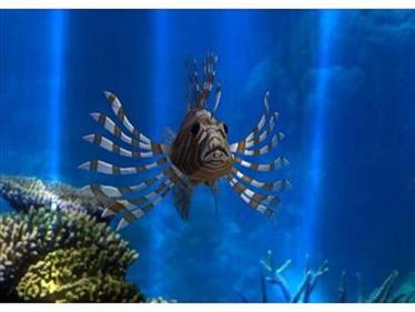 Fantasy Aquarium World - Screenshot - Gameplay Image