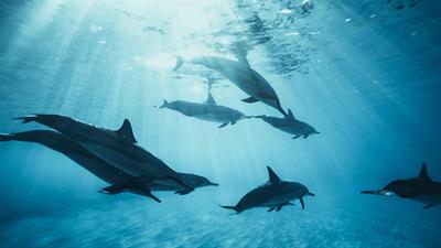 Dolphin Island: Underwater Adventures - Fanart - Background Image