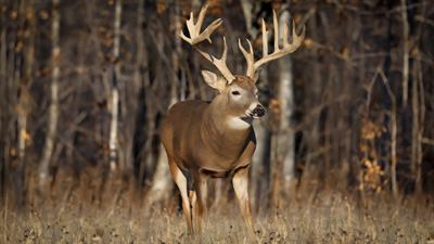 Cabela's Ultimate Deer Hunt: Open Season - Fanart - Background Image