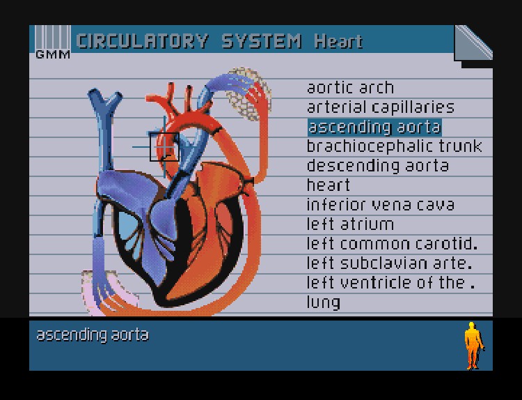 The Human Body