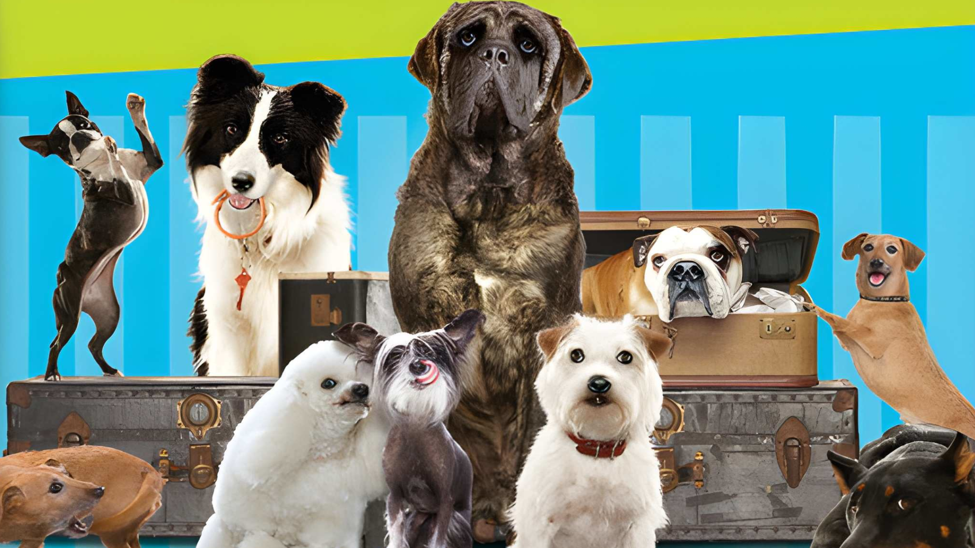 Hotel for Dogs