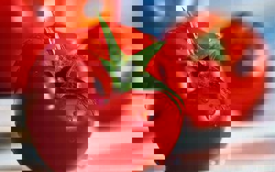 Tomato Adventure - Fanart - Background