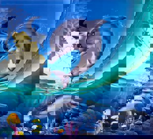 Ecco the Dolphin - Box - Front