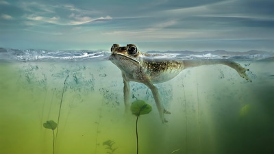 Frogger II: Threeedeep!