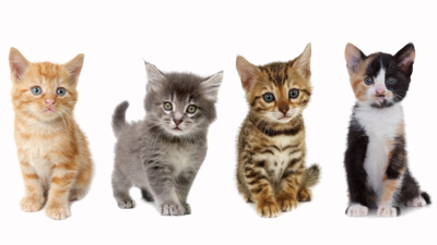 Petz: Catz 2