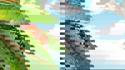 The Sims 2: Castaway - Fanart - Background