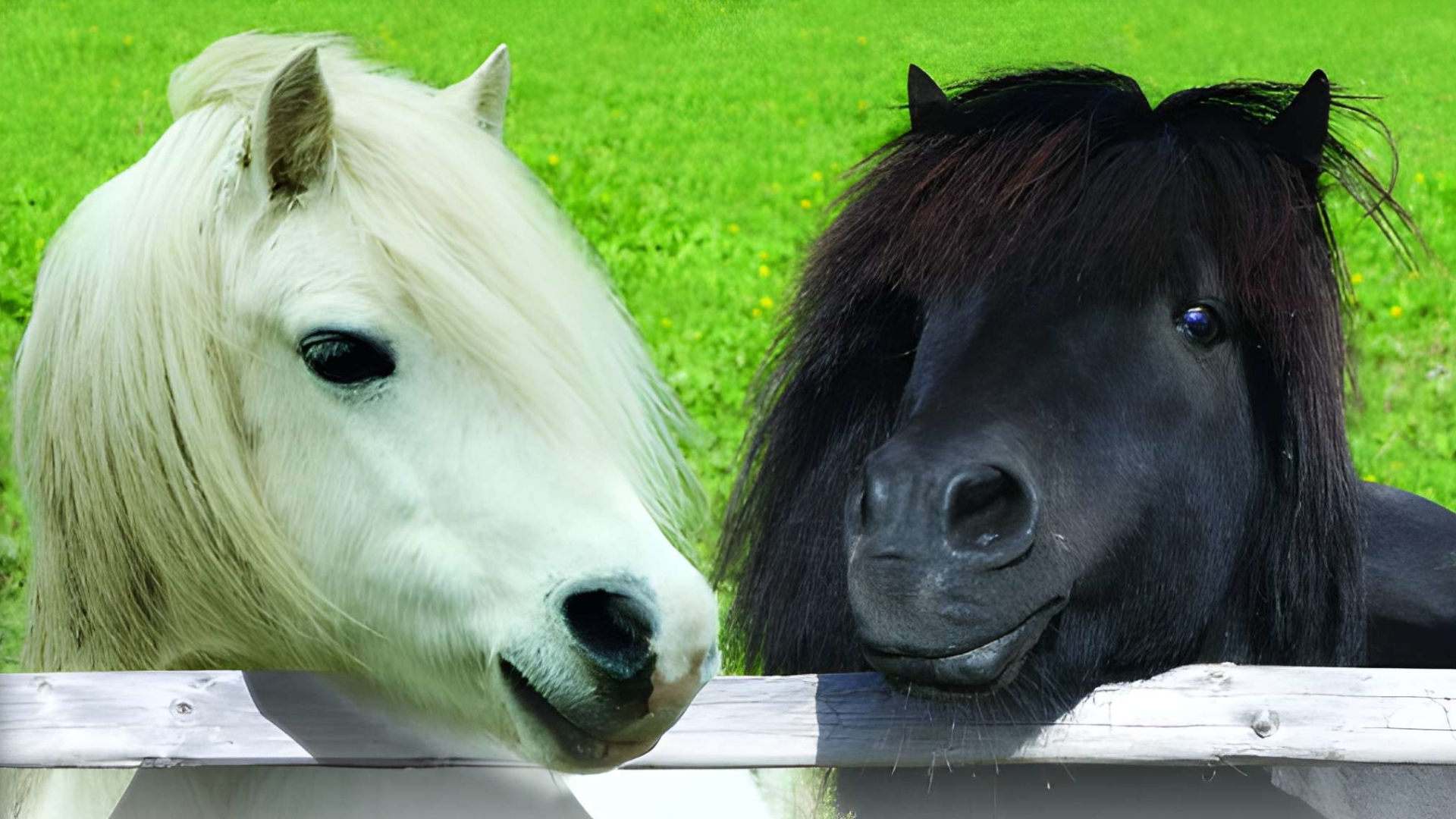 Discovery Kids: Pony Paradise