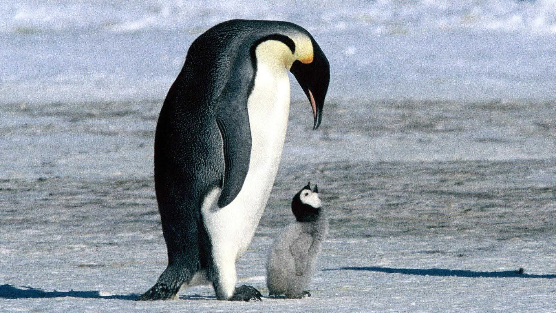 March of the Penguins