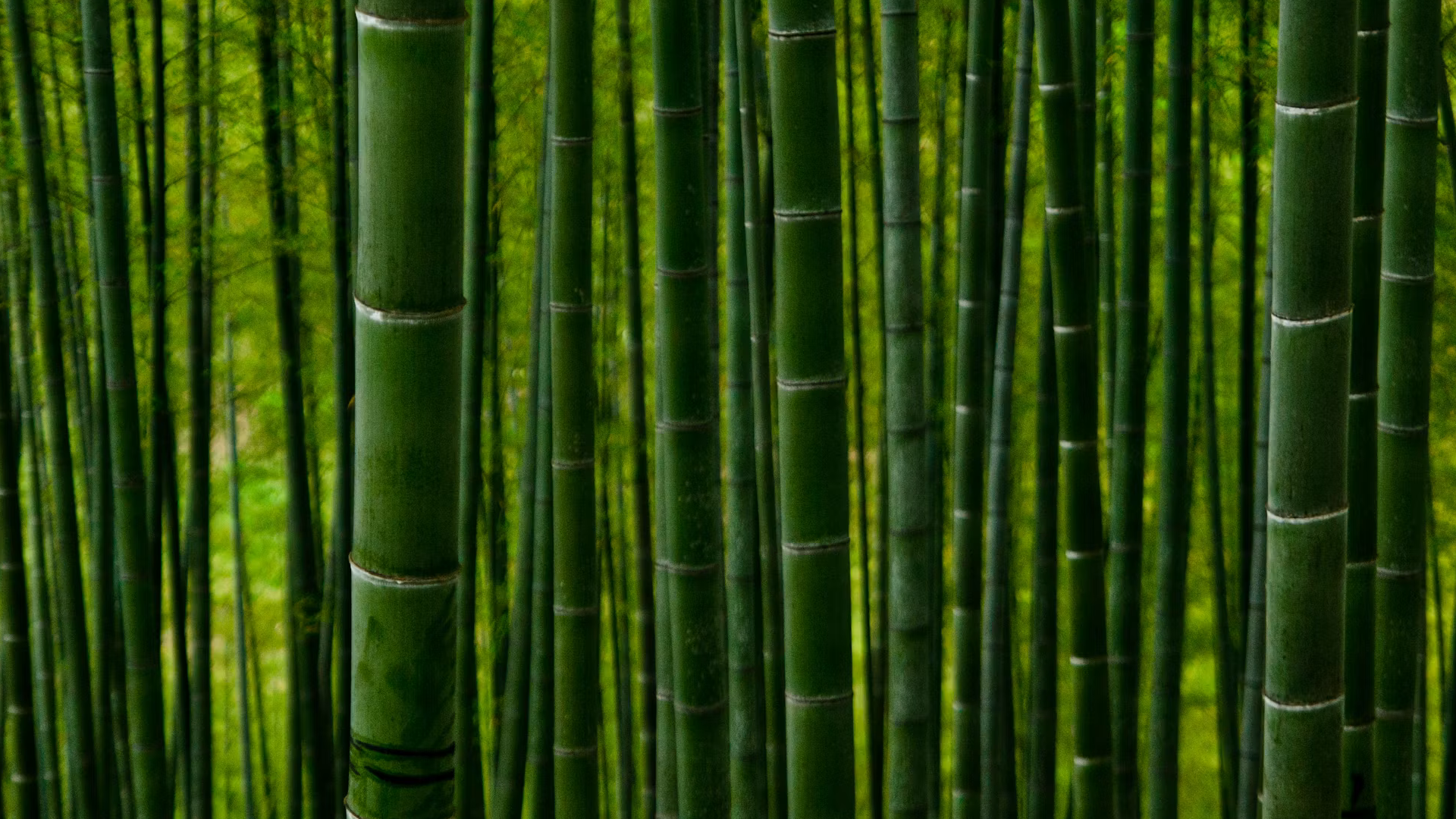 Zenses: Rainforest