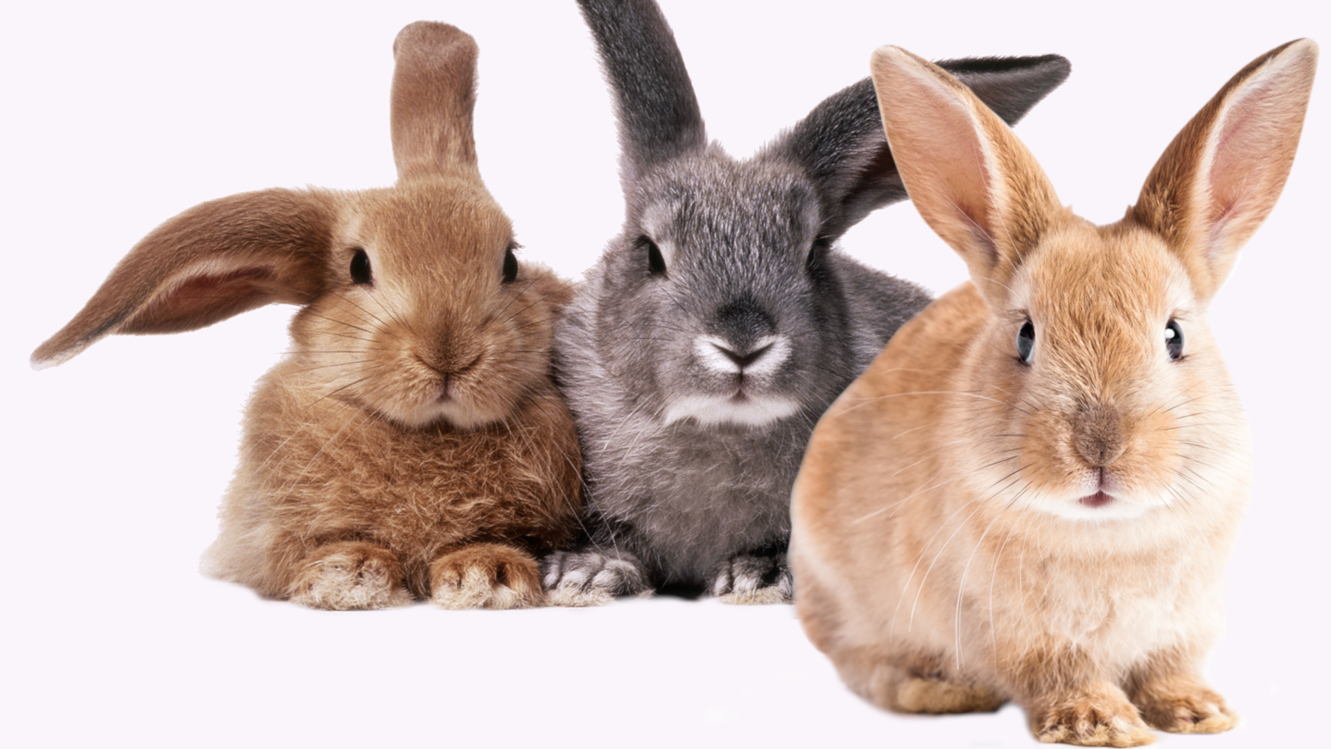 Petz: Bunnyz Bunch