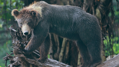 BEARS! - Fanart - Background