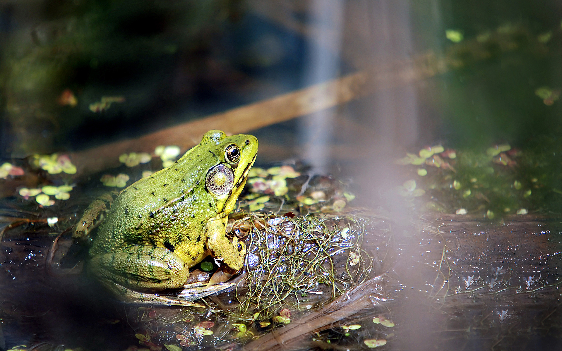 Frogger 2: Swampy's Revenge