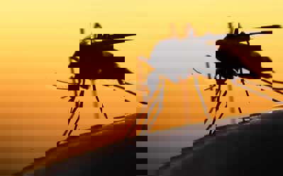 Mister Mosquito - Fanart - Background