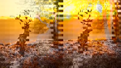 Bass Pro Shops: Trophy Hunter 2007 - Fanart - Background