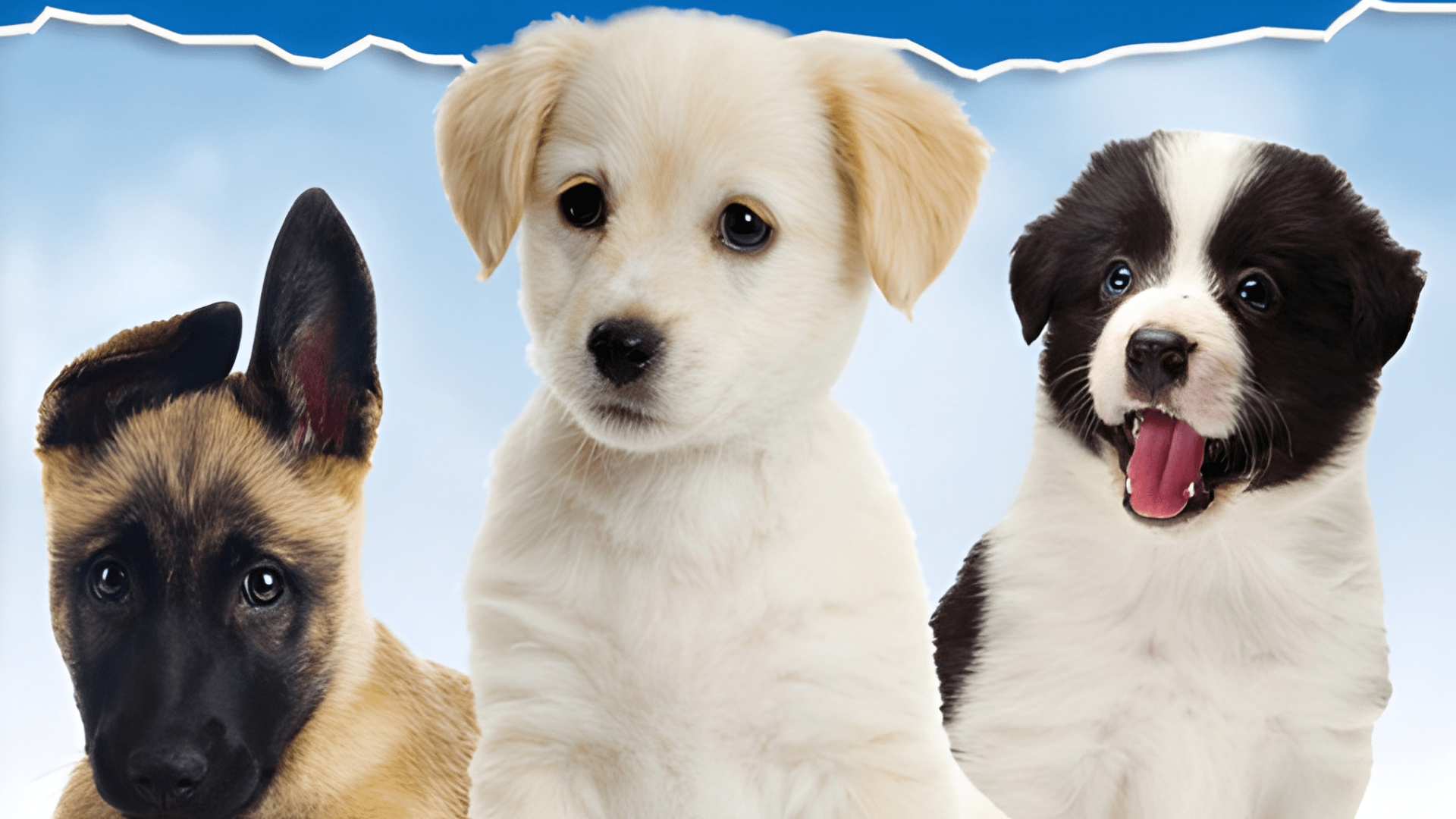 I Love Puppies